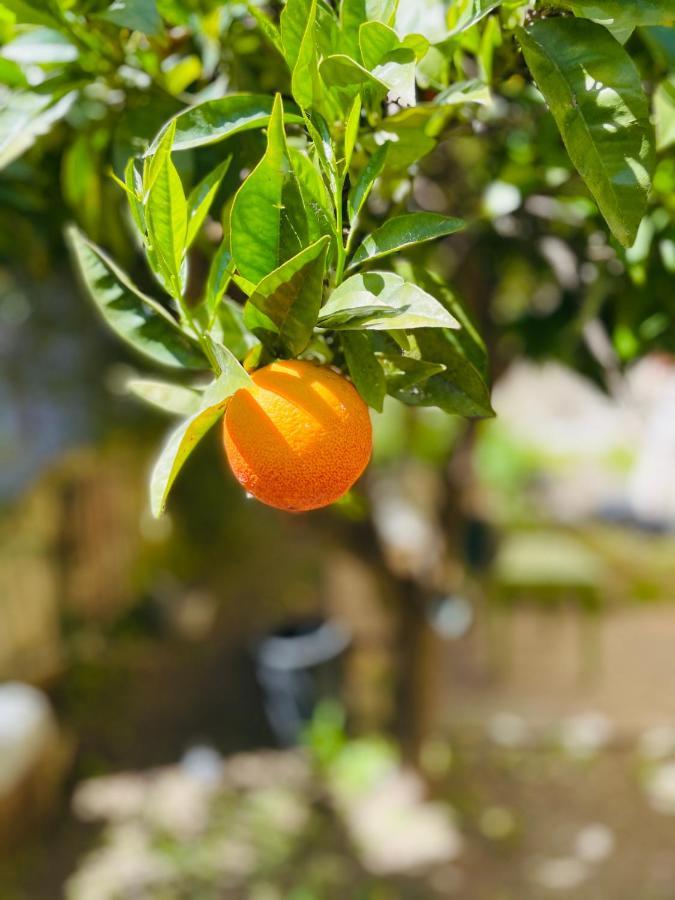 Il giardino di Iole Bed and Breakfast Sassari Esterno foto